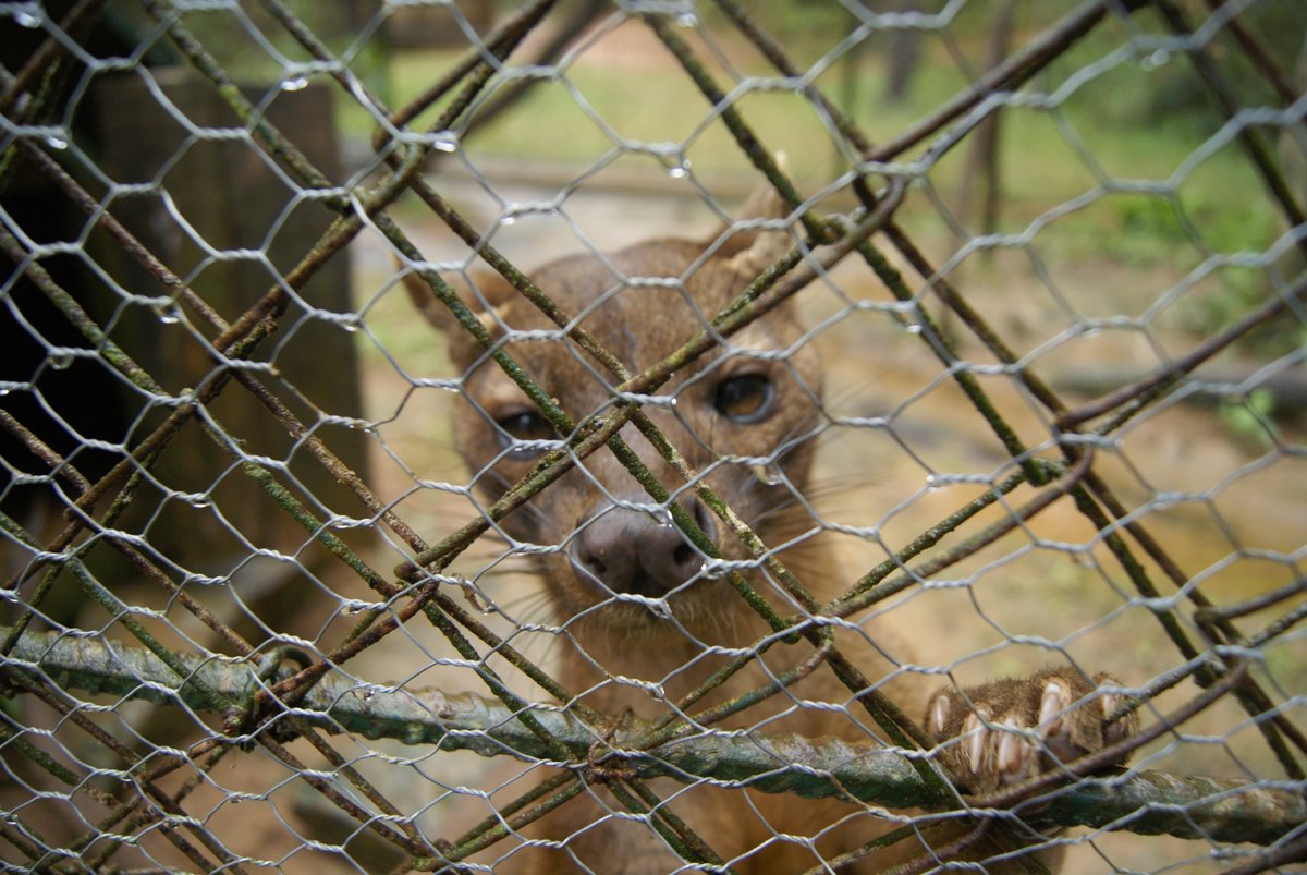 radiomada's tweet photo. #Madagascar : Voici le fameux #Fosa #Malagasy ou Cryptoprocta ferox, animal de la famille des Eupleridaes, endémique de notre île Rouge. Il On le trouve dans toutes les forêts de #Madagasikara #VisitMadagascar #MyMadagascar #MadaTourism #TeamGasy #MG261 https://t.co/1ozJrJ4DZL https://t.co/QyCGLRJnfM