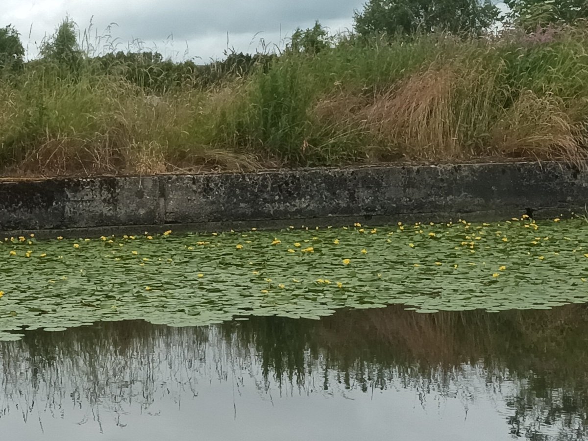 DeenaI's tweet photo. June 29 Back home after a delightful Yorkshire sojourn to find the waterlilies ready with a cheery welcome 

#boatsthattweet #boatlife #livingafloat #home #perfecthome #waterlilies https://t.co/HK0d4A0HA2