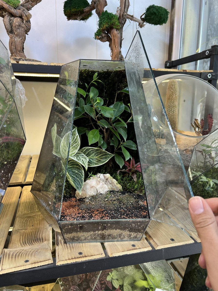 Sol_Terrarium tweet picture