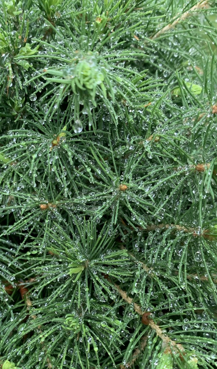 MainMasoom's tweet image. बूँद जो बन गई मोती 🌧️😍

#ये_कौन_चित्रकार_हैं  🎶