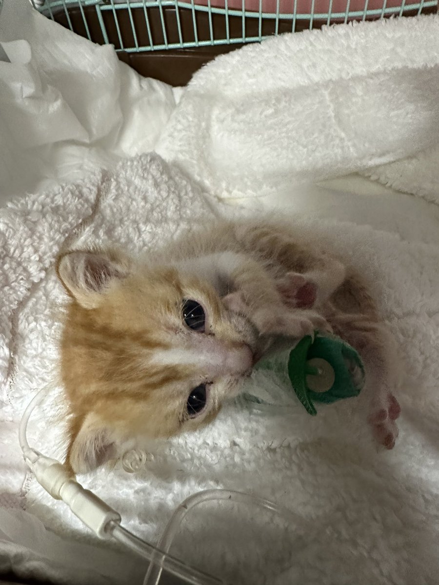 ロックマン
肝性脳症なんだって
#猫　#子猫　#捨て猫