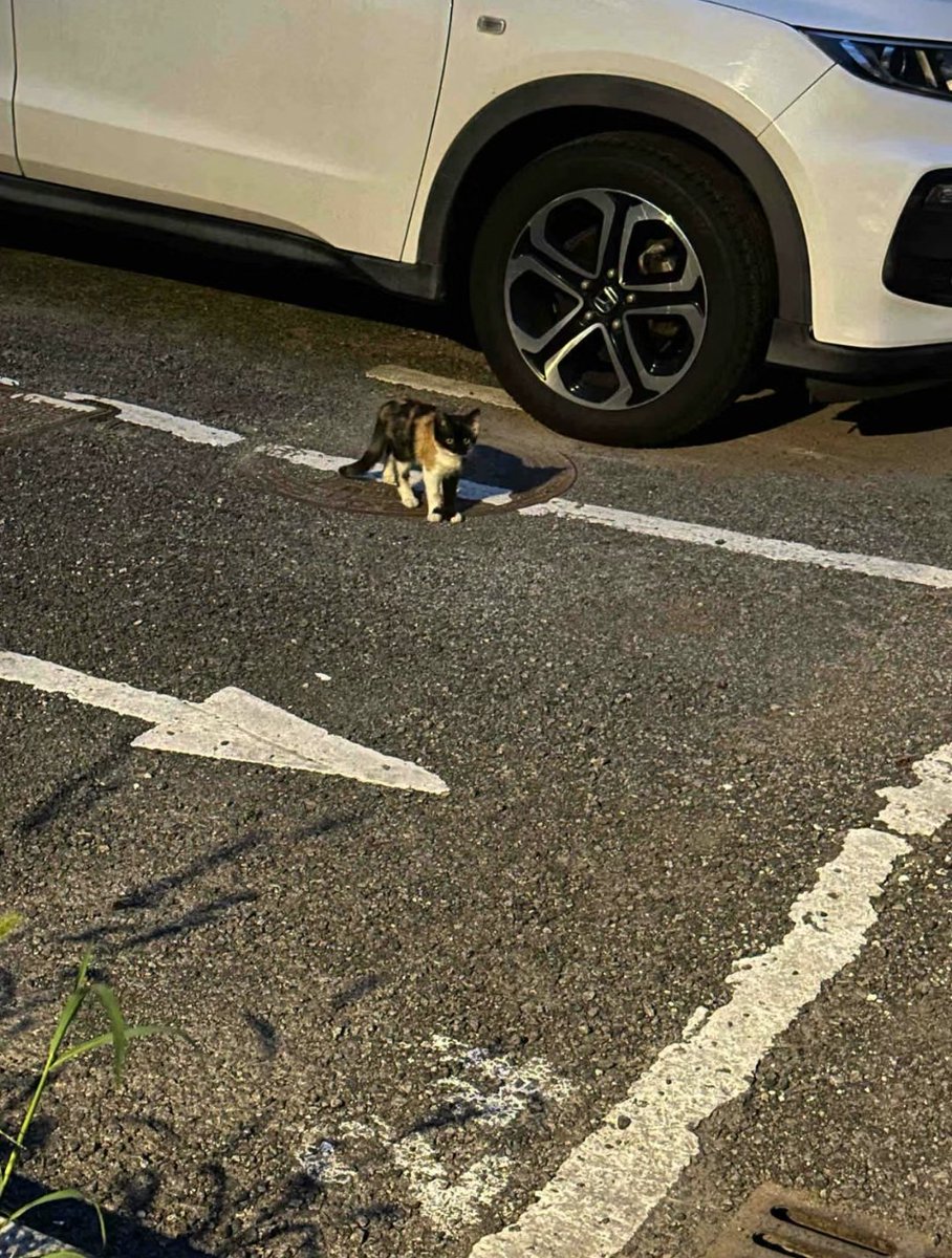 昨晚遇到的小猫🐱