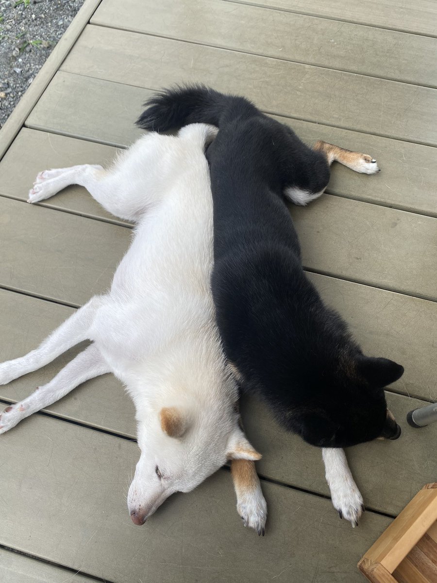 ak_rsh's tweet photo. 可愛すぎるお昼寝🤦‍♀️

#柴犬
#白柴
#黒柴 https://t.co/1kyufR6oQJ
