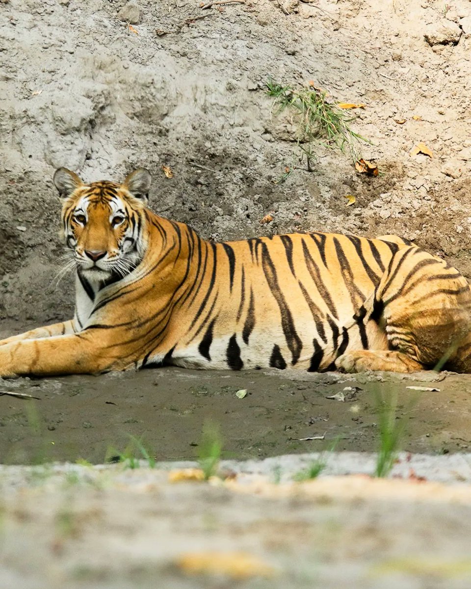 UnWildIndia's tweet photo. 'Beldanda' a #tigress from Kishanpur range of #dudhwa is a new sensation of #UttarPradesh wildlife. #uptourism #uttarpradeshtourism #wildlife #canonindia #natgeoindia #TrendingNow  #photography https://t.co/s6FXv0cGQb