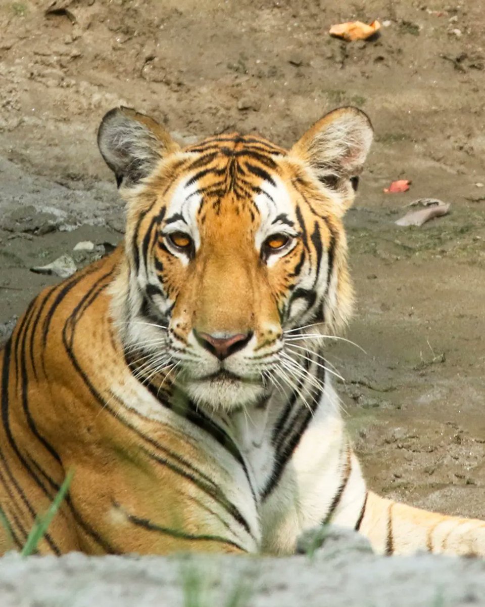 UnWildIndia's tweet photo. 'Beldanda' a #tigress from Kishanpur range of #dudhwa is a new sensation of #UttarPradesh wildlife. #uptourism #uttarpradeshtourism #wildlife #canonindia #natgeoindia #TrendingNow  #photography https://t.co/s6FXv0cGQb