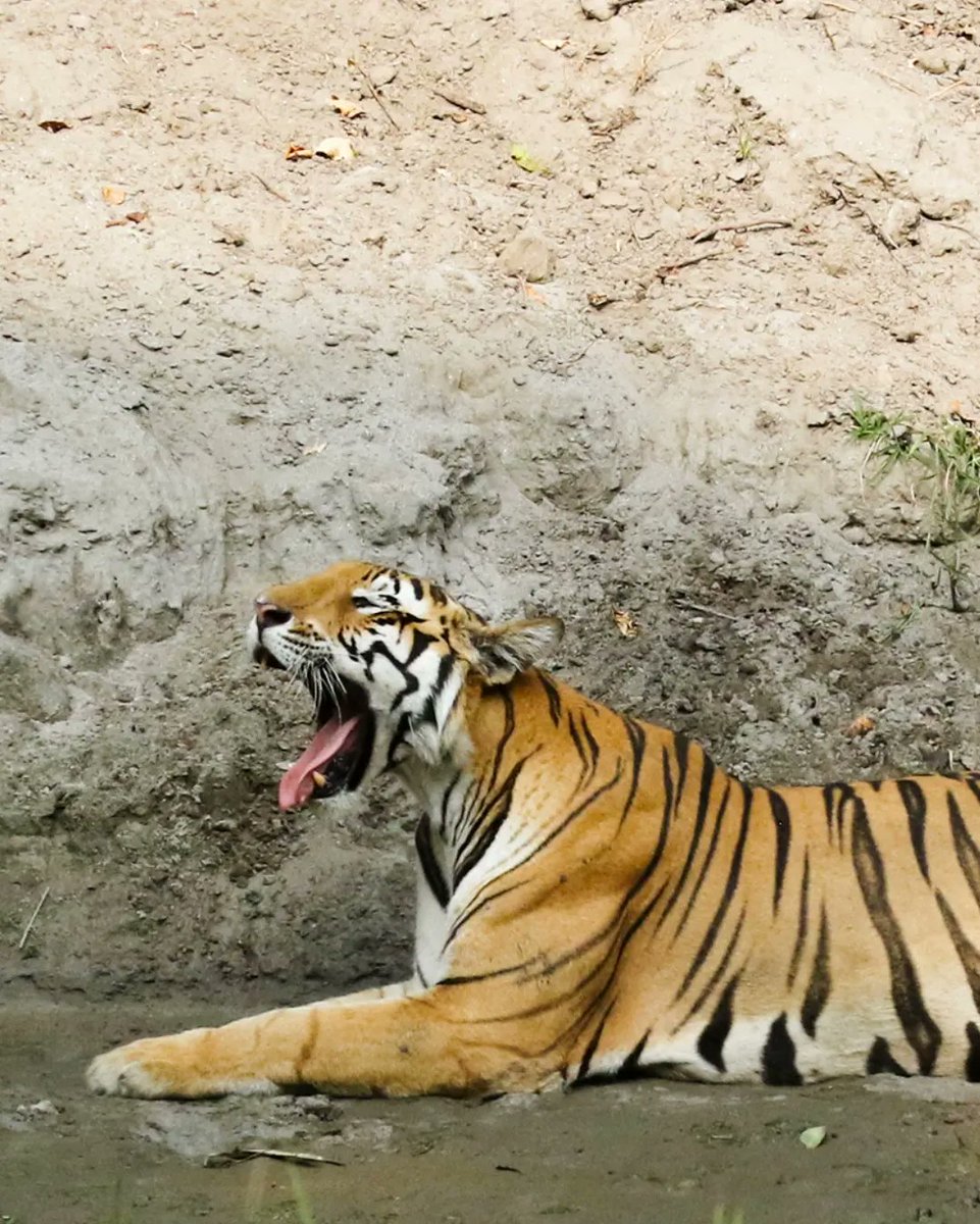 UnWildIndia's tweet photo. 'Beldanda' a #tigress from Kishanpur range of #dudhwa is a new sensation of #UttarPradesh wildlife. #uptourism #uttarpradeshtourism #wildlife #canonindia #natgeoindia #TrendingNow  #photography https://t.co/s6FXv0cGQb