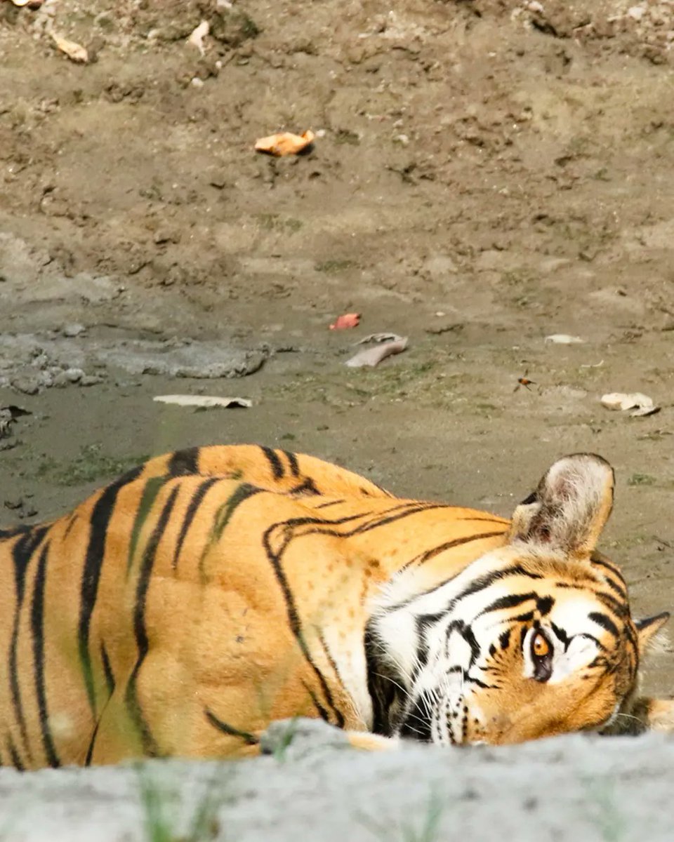 UnWildIndia's tweet photo. 'Beldanda' a #tigress from Kishanpur range of #dudhwa is a new sensation of #UttarPradesh wildlife. #uptourism #uttarpradeshtourism #wildlife #canonindia #natgeoindia #TrendingNow  #photography https://t.co/s6FXv0cGQb