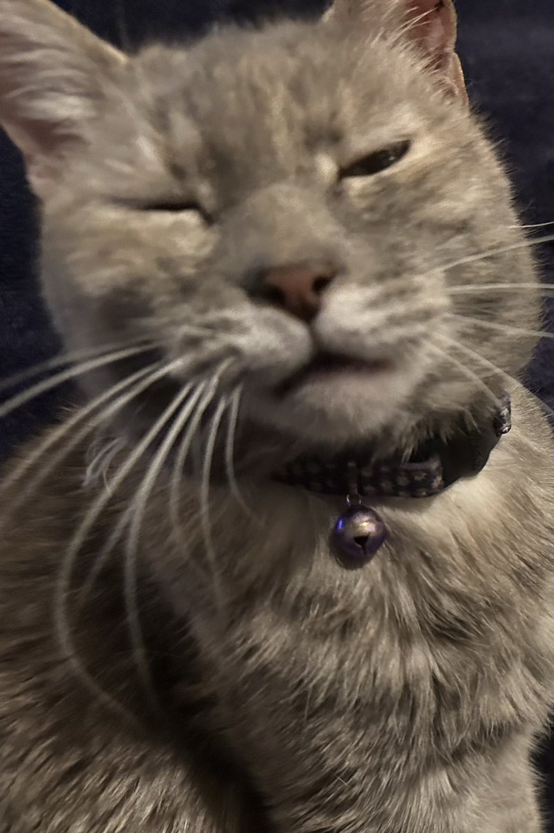 _absolutevirtue's tweet image. hi there! I’m Saz and I’m sorry you ended up on this page. 

I post like I have brain damage. :3 
I also retweet a lot of dumb shit. 

Here’s my cat, Siren. Her brain is the size of a peanut, much like my own!