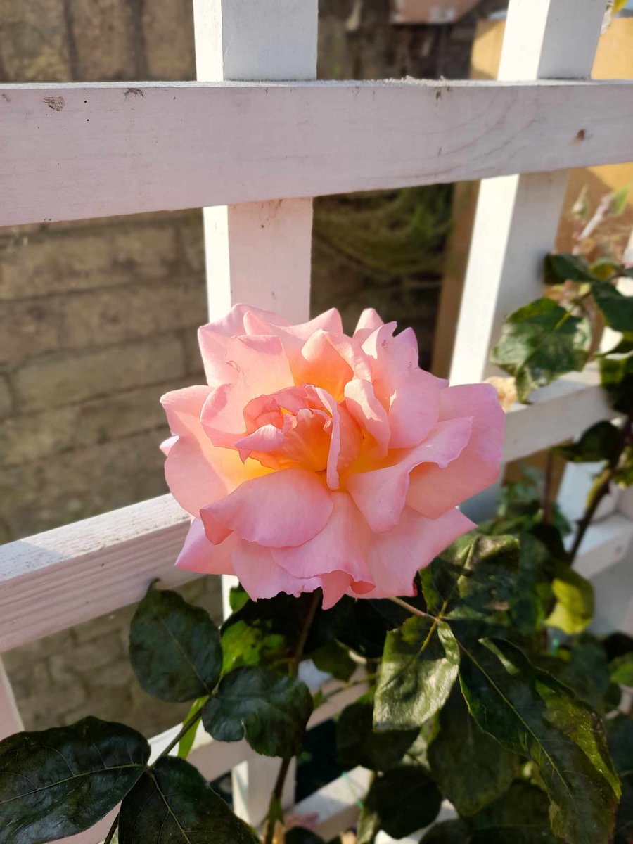 MsJoanneHeywood's tweet photo. The roses we planted for Dad's birthday are in full bloom. He loved his roses and had in excess of 250 different varieties in the garden of the house where I grew up. I don't have his green fingers but I'm doing my best to nuture these for him. #ThinkingOfDad #OneYearToday https://t.co/2EcWAOK5qj