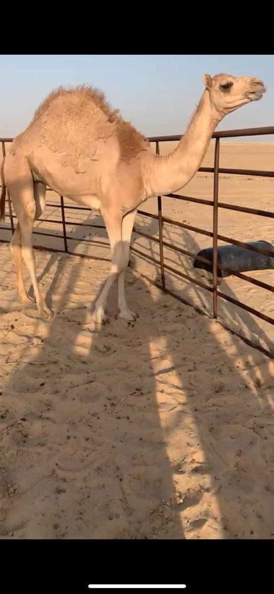hnn3773's tweet photo. لاب دخان ام الزبار غني عن التعريف 

لام مهجنه 

السن حواره ميلاد شهر 10
المعلومات بكر امها قعود بيع قصب
وثنوها بكره ذي

الموقع غرب مطار الدمام

السوم 10000 https://t.co/wWDj97NxiA