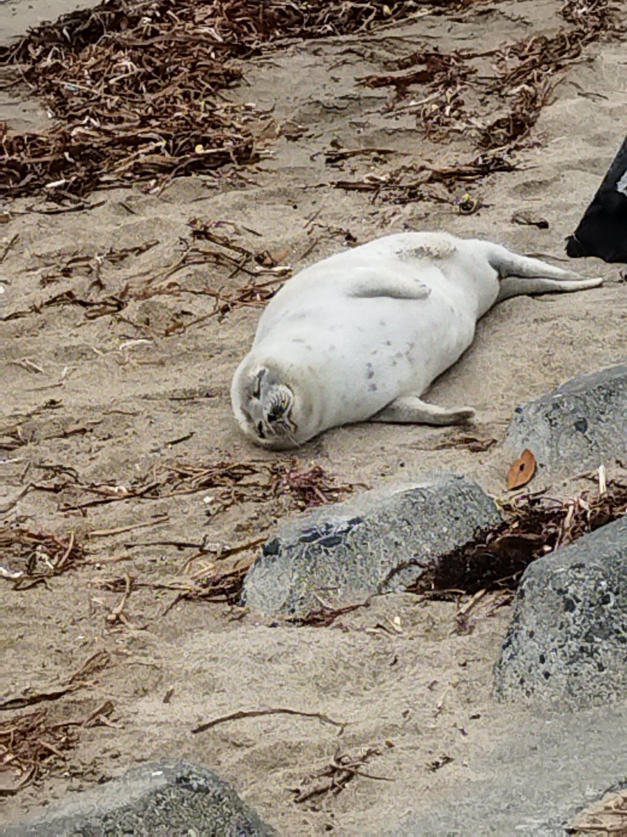 みなみさんりく発掘ミュージアム on X: 