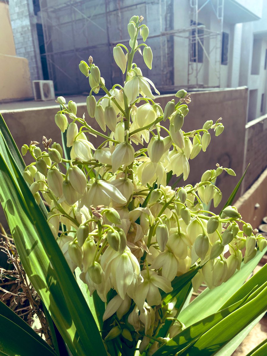 Yucca flowers