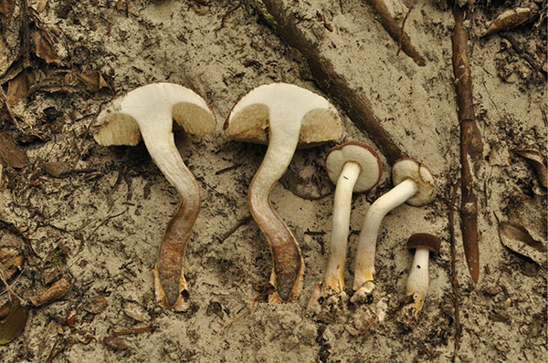 Special Issue about RESERVOIRS OF GLOBAL MYCOCULTURAL HERITAGE AND MYCOLOGICAL RESOURCES edited by <a href="/YoungForesters/">iuFOR UVa-INIA</a> researchers is available  fs.revistas.csic.es/index.php/fs/a…
Articles from Africa, America, Europe and the guest opinion article by David Pilz fs.revistas.csic.es/index.php/fs/a…