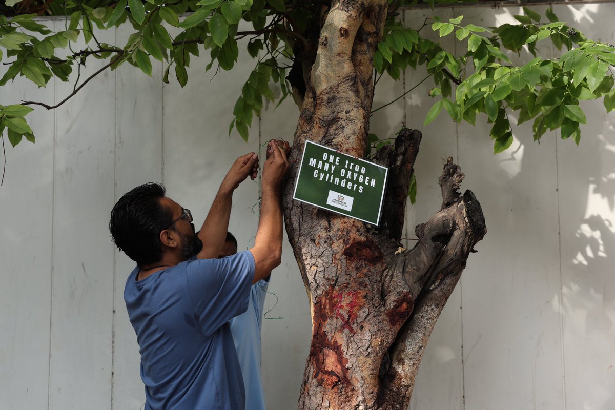 kumarmanish9's tweet image. Amdavadis citizens came together on Sunday morning to protest on senseless butchering of full grown trees with green canopy for sake of a “flyover” at Panjrapole cross junction.
Just look at the girth of tree trunks. 🌳
It would be difficult to transplant the trees and the…