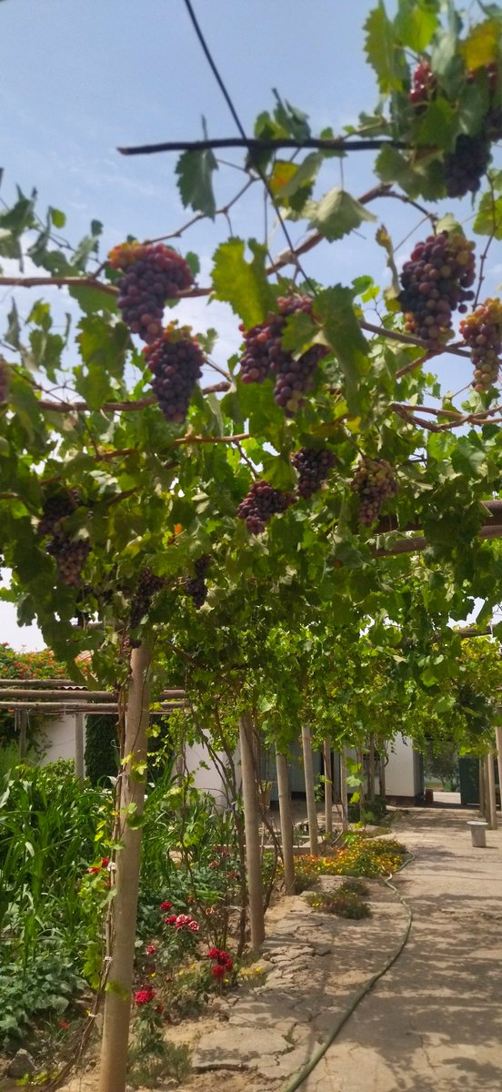 Келинглар, узум еймиз)