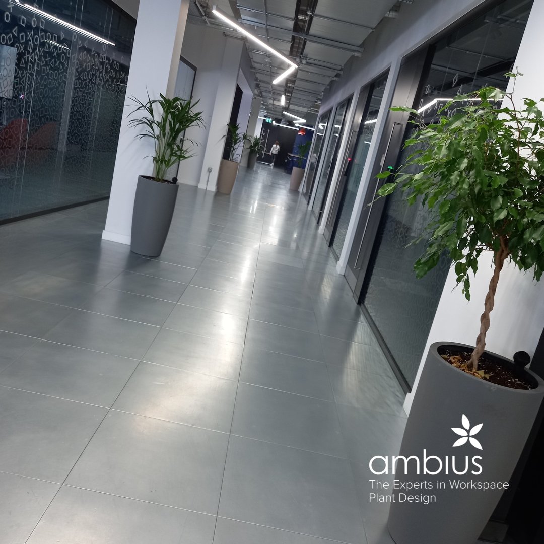 Ambius UK tweet media