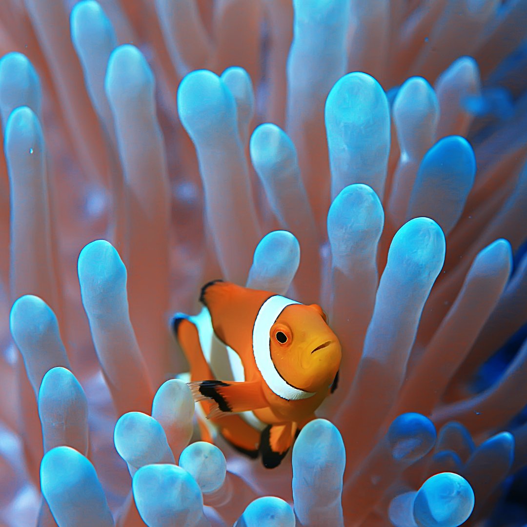 WWF's tweet photo. Did you know? #CoralReefs cover only 0.1% of the area of the ocean, but they support a quarter of all marine species on the planet.

What’s your favourite fact about our planet? 🪸 https://t.co/Bti3coapvV