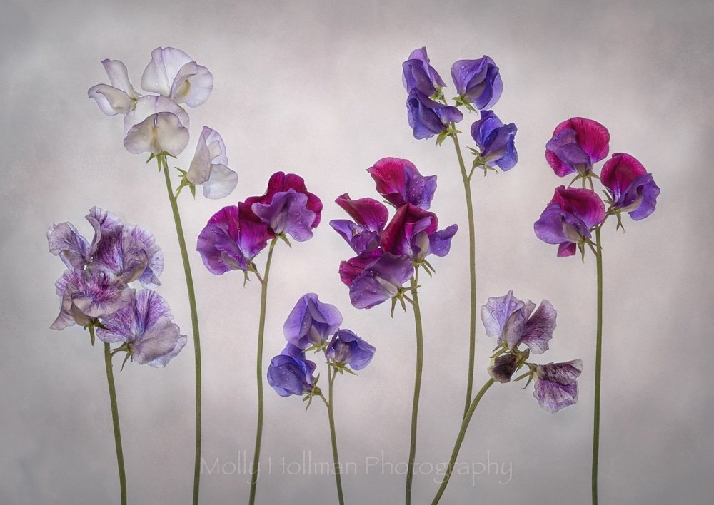 My second webinar about Indoor Flower Photography is tonight at 7pm! Tickets available from the 'Camversation' website - if you buy a ticket you get ALL FIVE webinars included and they'll be recorded and available to watch for all of July and August. Hope to see you there!