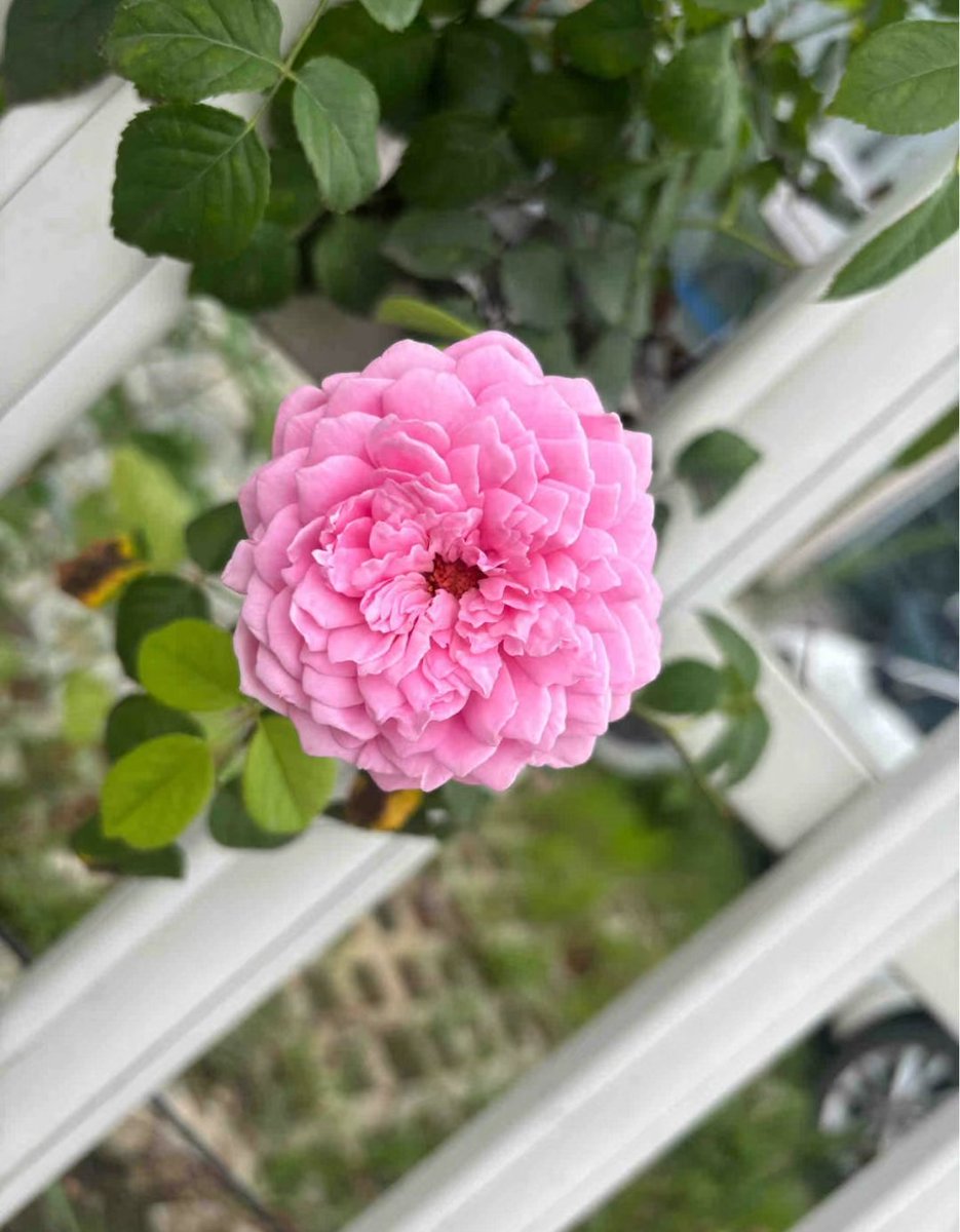 这是什么花？好精致🌸