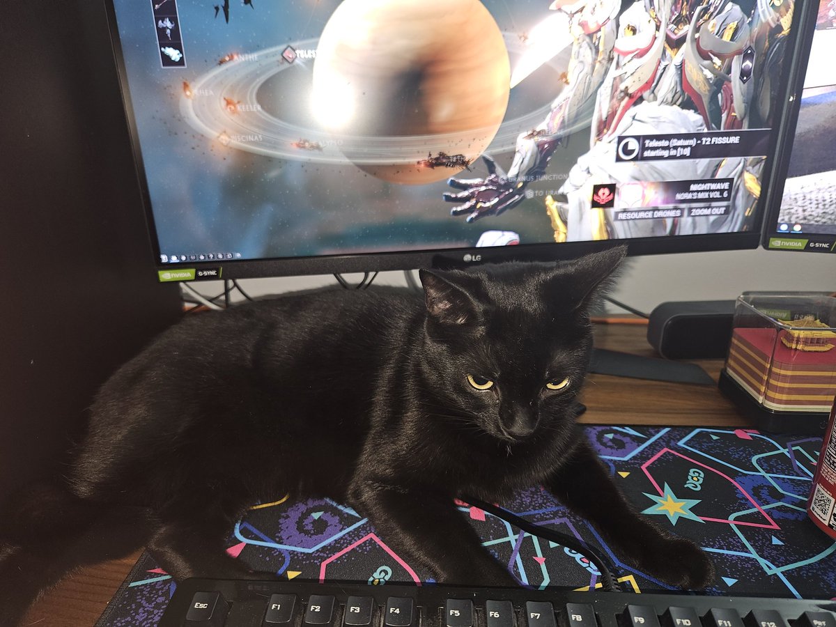 CrohnsGamer's tweet photo. When your up pass the normal bedtime #Caturday #catcation https://t.co/ubmVspaNzA