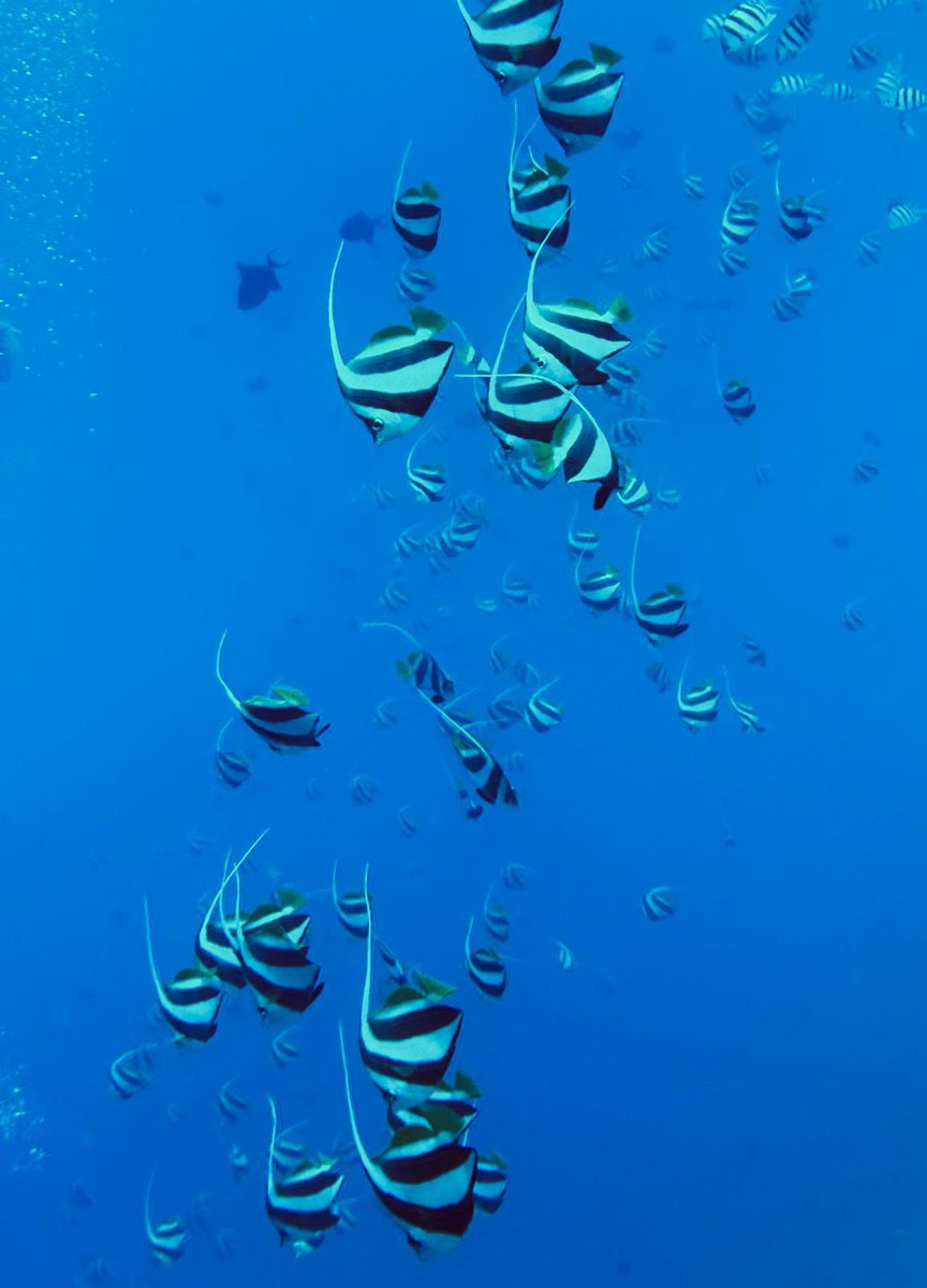 Stoofk's tweet photo. De laatste sfeerbeelden … #divingisfun en de #rodezee is een pak warmer geworden op die 2 jaar tijd. Vaak 29 graden 20/25 m diep #klimaatverandering #klimaat https://t.co/uJaNgxi6T8