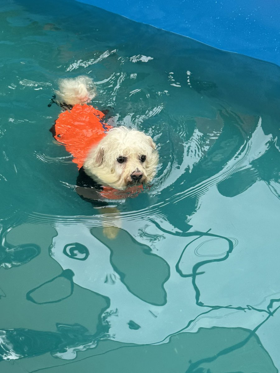 bichonoel123's tweet photo. プール開き2024🐻‍❄️🏊 https://t.co/JGxKS0jzvy