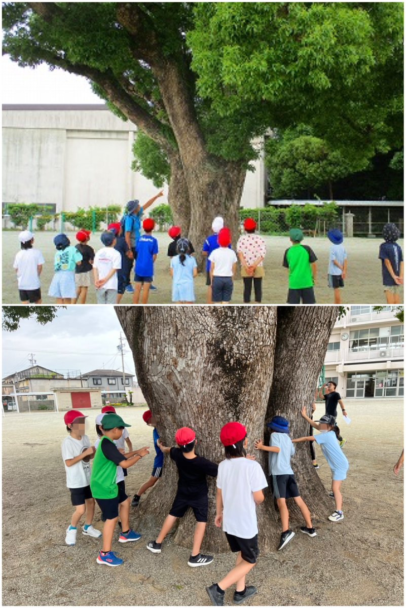 mi8mo's tweet image. 今年度も伊勢市内の小学校4年生からの依頼で『クスノキ学習』をコーディネート。校庭の真ん中の大きな『くすのきさん』に関わって8年目となる今年度の、6/27(木)は第１回の授業。くすのきさんに触れ、よく観察することで、この学校でともに生きる仲間としての距離が近くなる学びでした。