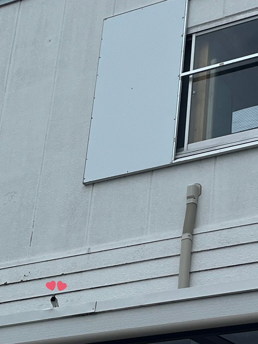 小諸店にはツバちゃんはいないけど、ハクセキレイ？ちゃんがいます🥰🥰🥰
窓のところにお家がありました🥰🥰