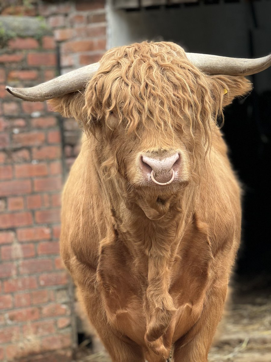 Our handsome Highland bull Sid enjoying the sunshine this week. 🐂 #farm #sunshine #DaysOut #PlacesToVisit #Liverpool