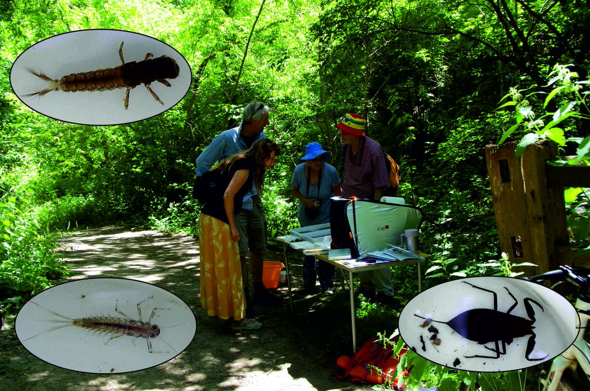 Harrow NCF (@harrowncf) on Twitter photo Yesterday we were with CURB <a href="/BrentPollution/">CURB - CleanUptheRiverBrent #CURB</a> at the Boundary Stream at Osterley. We showed professional photographer Angelika Berndt and others the beasties including (from top left) uncased caddis fly; water scorpion and mayfly nymph. It's a lovely spot, as the picture shows. SRB Yesterday we were with CURB <a href="/BrentPollution/">CURB - CleanUptheRiverBrent #CURB</a> at the Boundary Stream at Osterley. We showed professional photographer Angelika Berndt and others the beasties including (from top left) uncased caddis fly; water scorpion and mayfly nymph. It's a lovely spot, as the picture shows. SRB