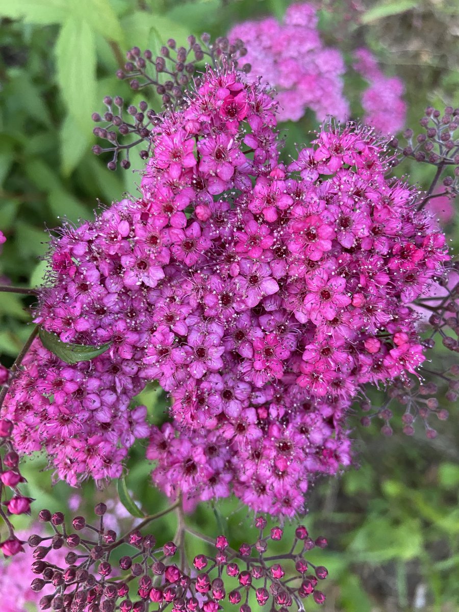 beauvais0619's tweet image. Bon dimanche à tous 🤗☀️🎶🌺
🌸 Spiraea