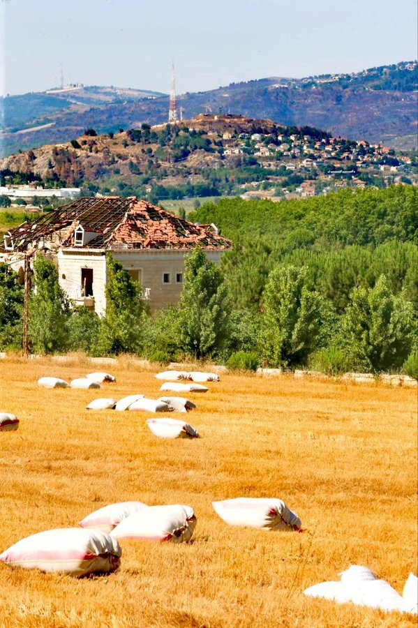 ferozwala's tweet photo. After 9 months of Israeli occupation bombing & the continuation of the #Gaza Support Front from southern Lebanon... the people of southern Lebanon begin the wheat harvest season in the #KhiamPlain, opposite the #Metulla settlement.
#Palestine
#Lebanon
@qudsn #Breaking https://t.co/xb7ptMbAGm