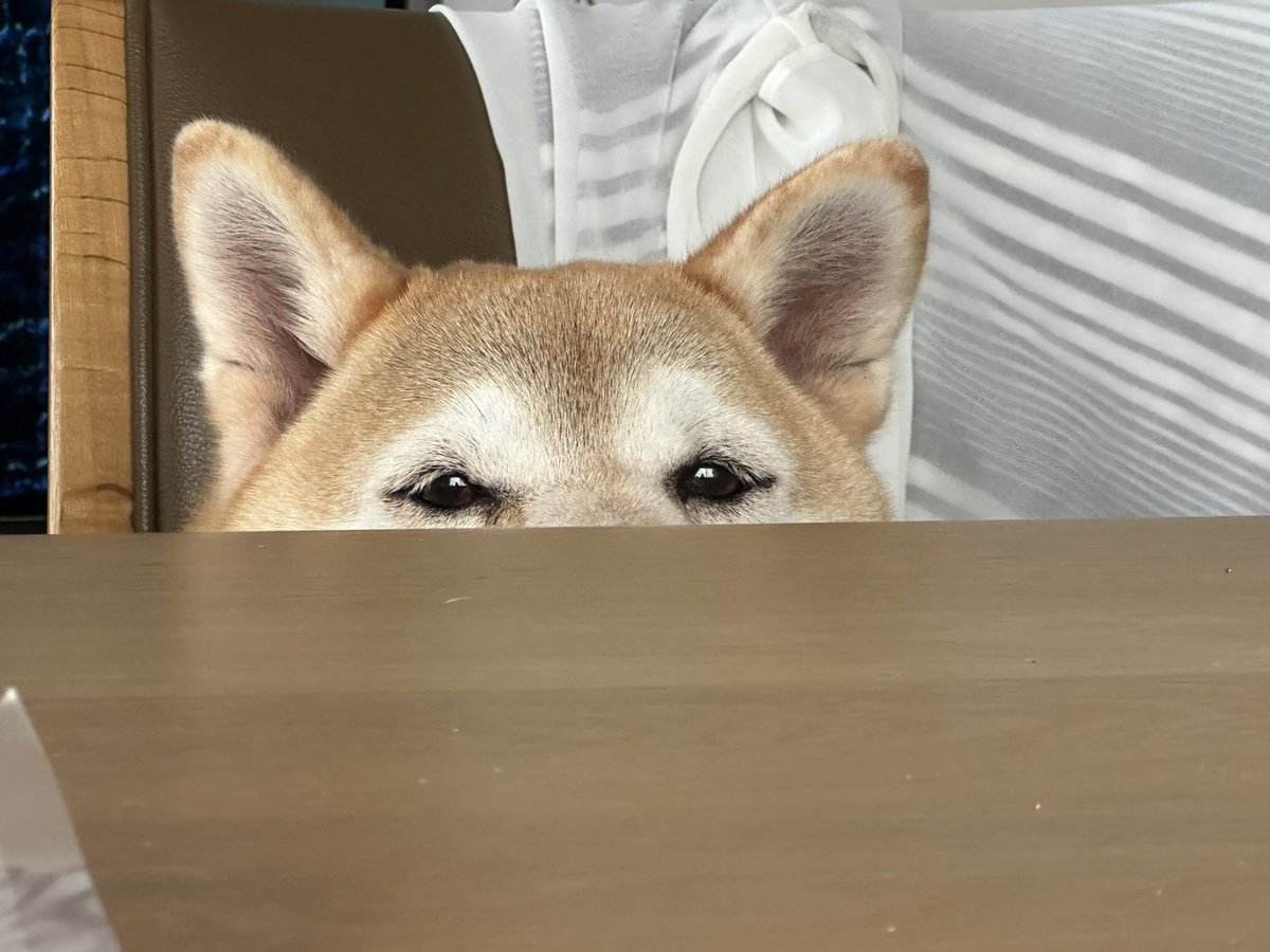 柴犬むぎとむぎ姉さん (@mugimugi0118) / Posts / X