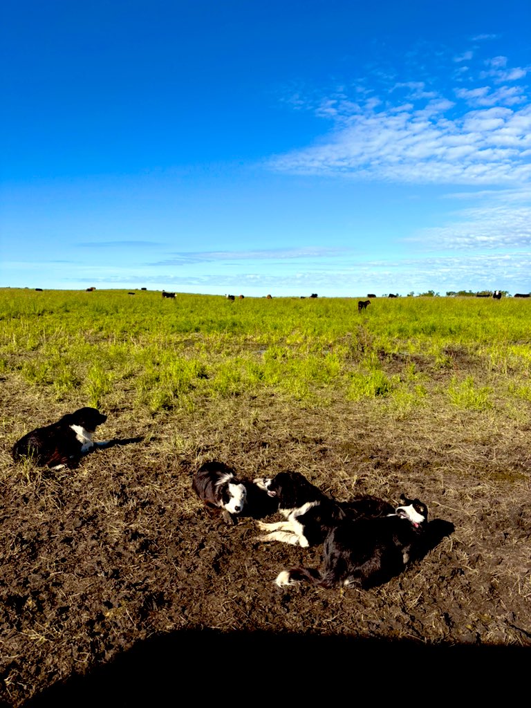 My everyday team; loyal, always there, will work till they drop if you let them. 🐶 🐮 #workingdogs