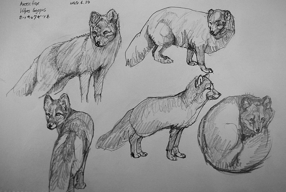 大人の鉛筆 使用の #スケッチ #ドローイング 久々の所で