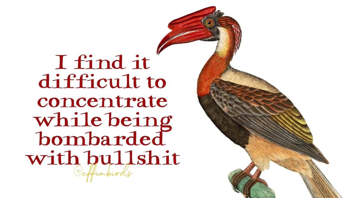 Effin' Birds (@effinbirds) on Twitter photo 