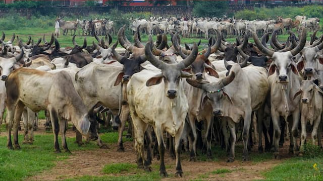 HateDetectors's tweet image. The #MPPolice have said that they have arrested 24 individuals “linked to the killing of more than 60 bovine animals, including cows,” in #MadhyaPradesh's #Seoni district last week. Eight of those arrested are from #Nagpur, where “the conspiracy to kill the animals was reportedly