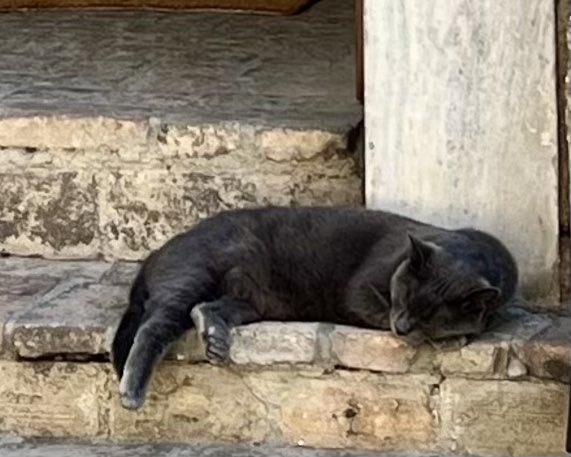 Wondering around Athens taking pics of cats. I mean, they are kind of photogenic. Maybe it’s the jet lag…Maybe it was that Greek espresso…who could say. 🤷🏻‍♂️