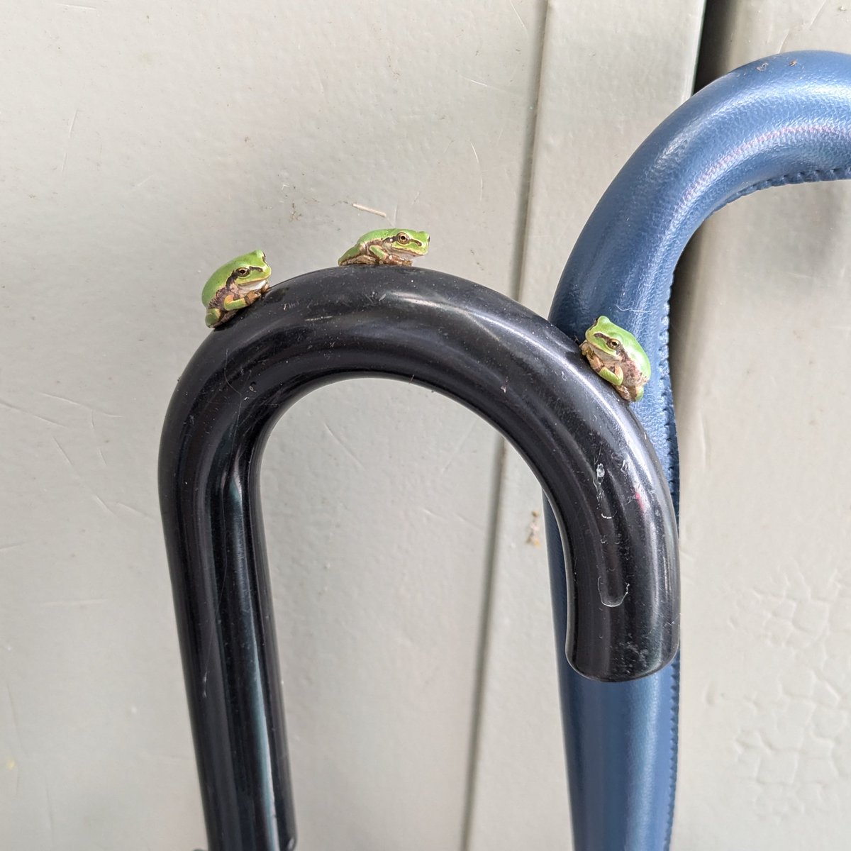 frog_guard's tweet image. そういうデザインの傘なのかと思ったら違った