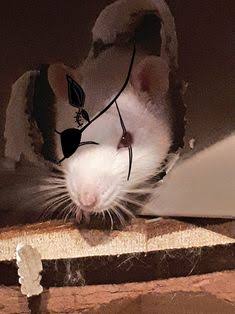 Hideo Kojima confirmed rathead!! 🐀