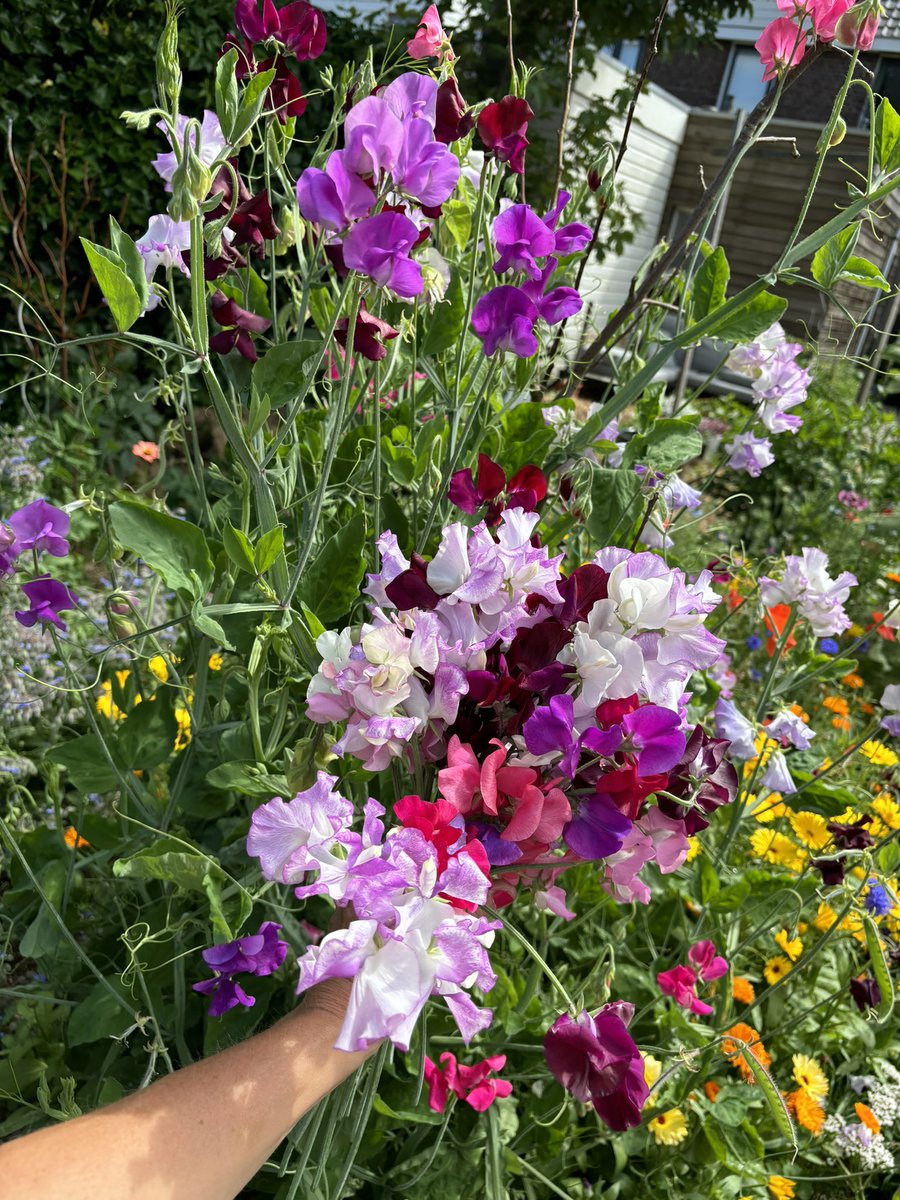 Roffahof's tweet photo. Fijne zondag! #bloemen #siererwt #lathyrus #moestuin https://t.co/4dlt7IMWyz