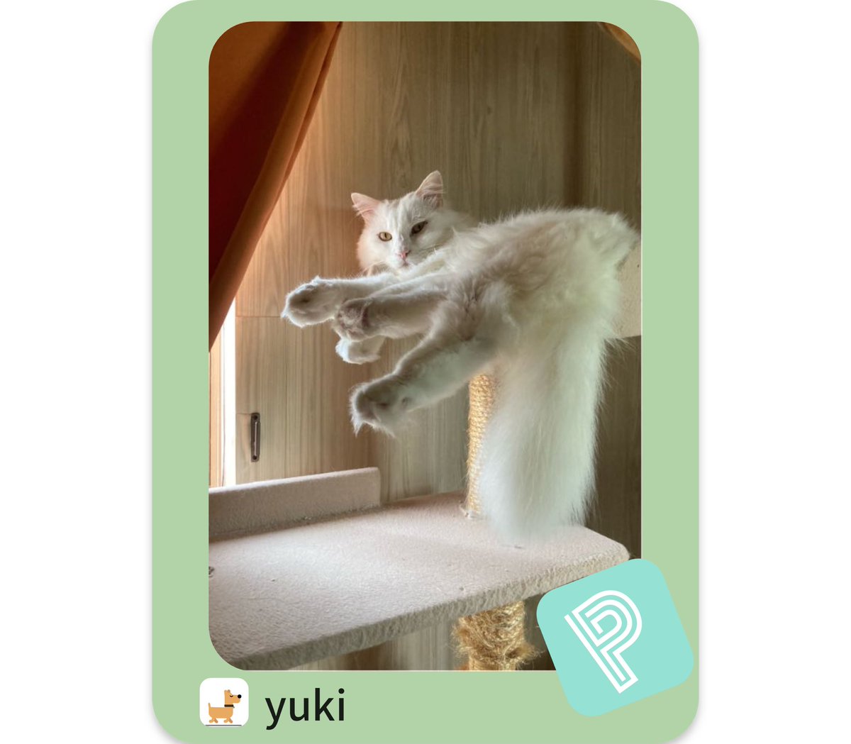 今日のゆき
1日のほとんどをキャットタワーで過ごしていました

#猫のいる暮らし
#白ねこ
#ポイシャ