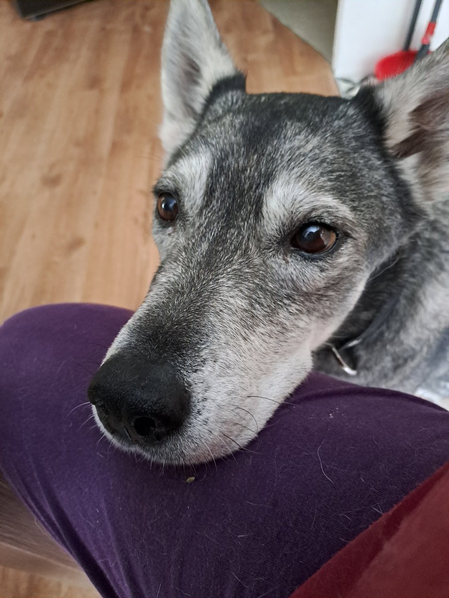 Ja pašieguve nestrādā, tad jāmēģina iežēlināt, ka sunītim tik ļoti gribas to siera maizīti!