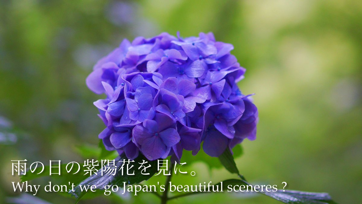 AtsumiN0901's tweet photo. サムネに迷ったけど紫陽花を全面に出した(*･∀-)b

#アジサイ #紫陽花 
#あぢさゐ回廊 
#奈良県 #長谷寺

雨の日の紫陽花を見に。
Why don't we  go Japan's beautiful sceneres ? 
#landscape_lovers #beautiful_scenery
https://t.co/l1jkZGZdID https://t.co/vCfW0IrEDX