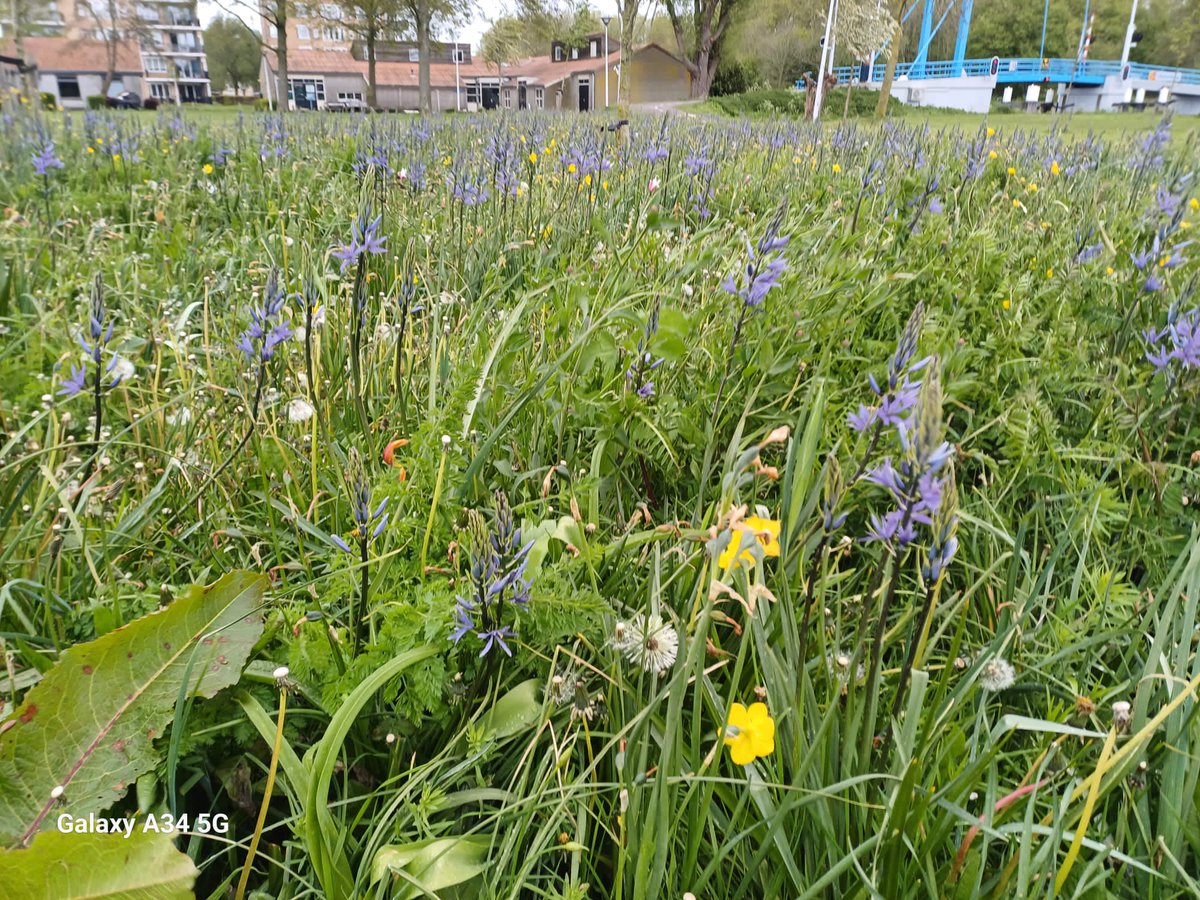 GroenLinks maai-mei-niet meldingen leiden tot fietsexcursie
N.a.v. de diverse meldingen op het GroenLinks maai-mei-niet meldpunt heeft de gemeente op vrijdag 5 juli, om 10.00 een fietsexcursie gepland voor alle geïnteresseerden. Start bij het gemeentehuis.
voorschoten.groenlinks.nl/nieuws/groenli…