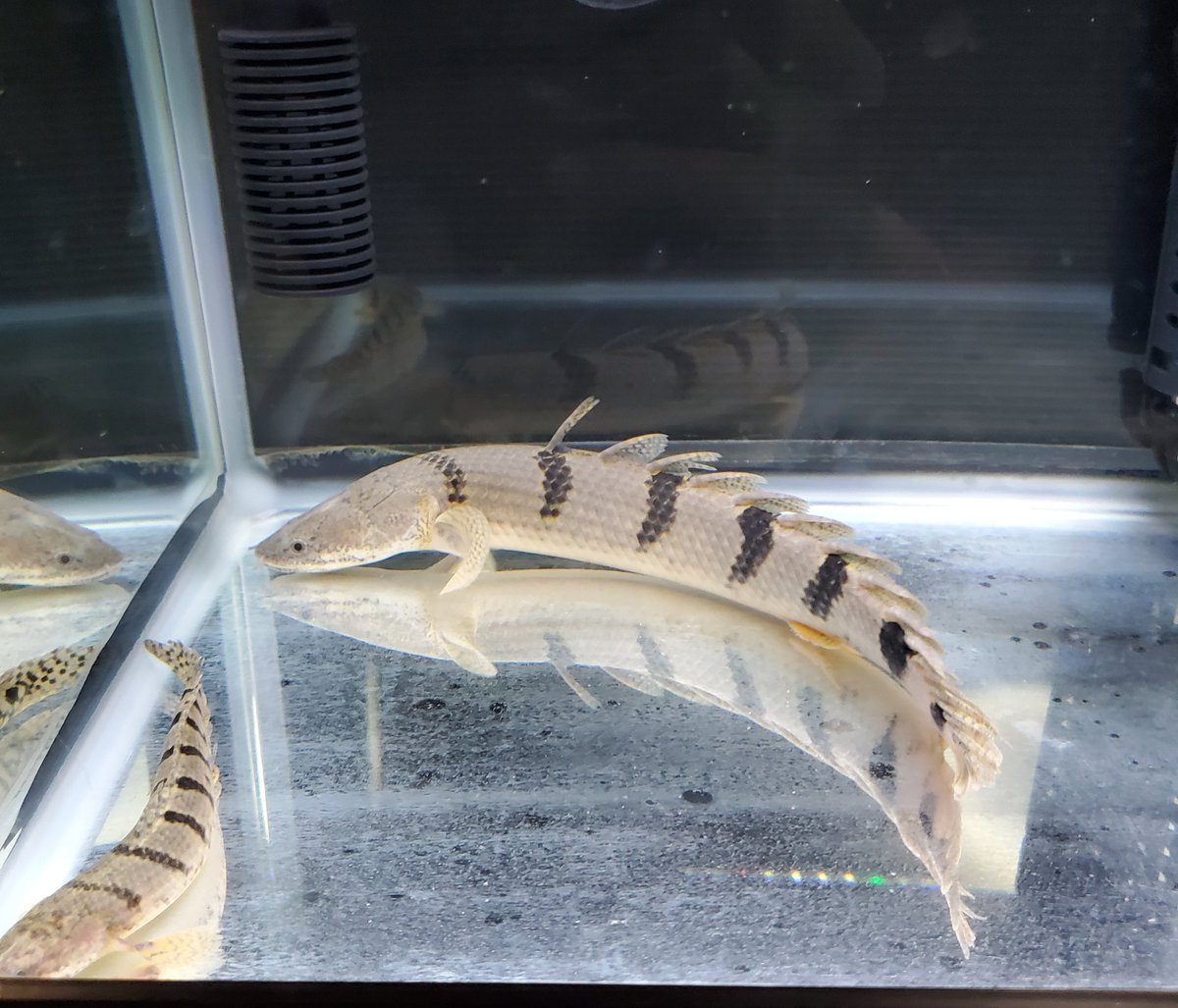 Po_Delhezi's tweet image. 大きい新入りと小さい新入り😃
#Polypterus
#bichir
#delhezi
#デルヘジ
#デルヘッジ
#ワイルドデルヘッジ