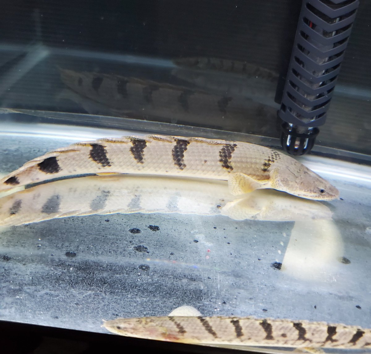 Po_Delhezi's tweet image. 大きい新入りと小さい新入り😃
#Polypterus
#bichir
#delhezi
#デルヘジ
#デルヘッジ
#ワイルドデルヘッジ