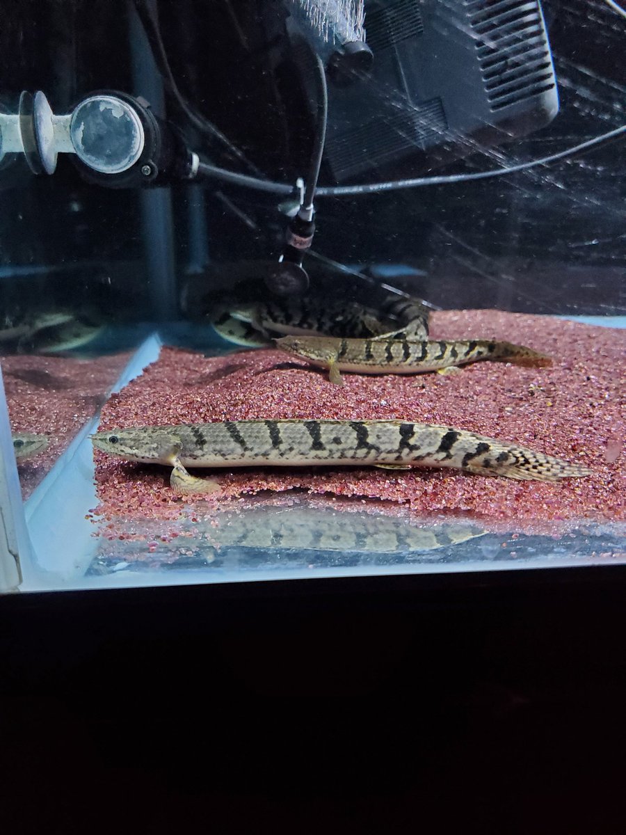 Po_Delhezi's tweet image. 大きい新入りと小さい新入り😃
#Polypterus
#bichir
#delhezi
#デルヘジ
#デルヘッジ
#ワイルドデルヘッジ