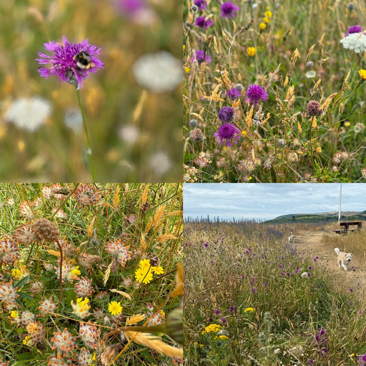 Junior20Office's tweet image. We #OJs have been on a nature trail this morning at #BerryHead #NatureReserve ..and the wild flowers were buzzing with bugs and bees !!🐝 ☺️