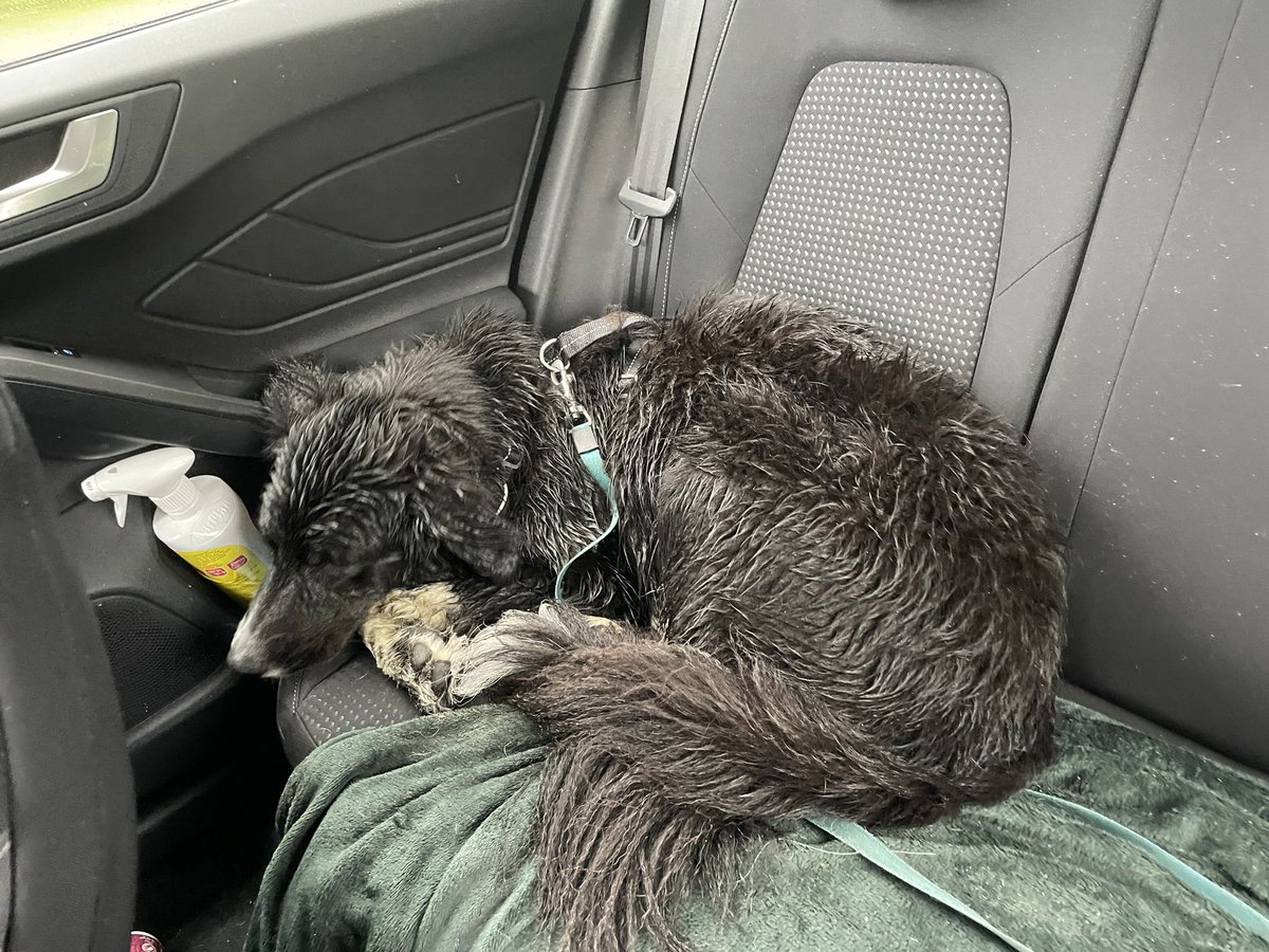 what a day yesterday climbing Snowdon! we have one tired doggy driving back to Manchester 🐶